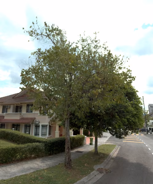 tree photo