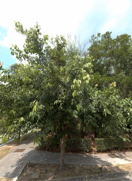 tree photo