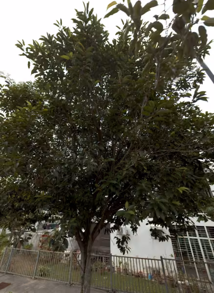 tree photo