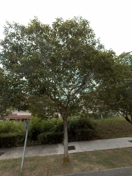 tree photo