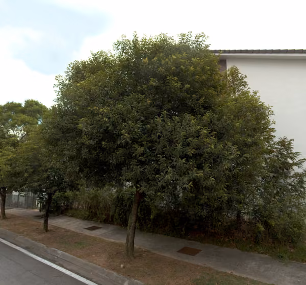 tree photo