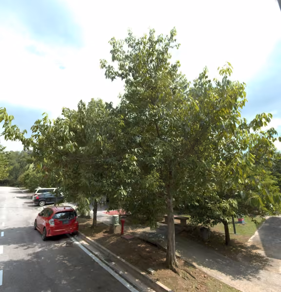 tree photo