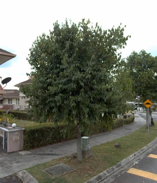 tree photo