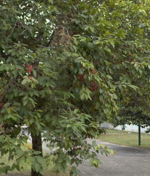 tree photo