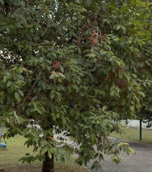 tree photo