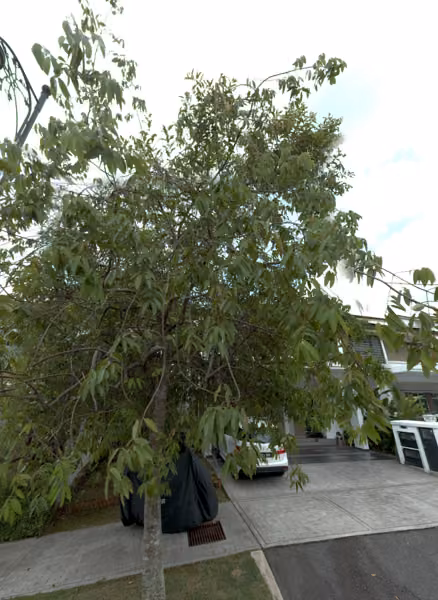 tree photo
