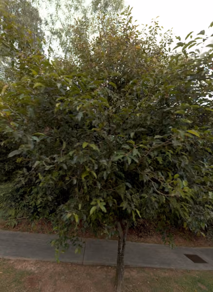 tree photo