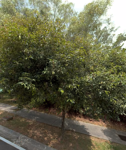 tree photo