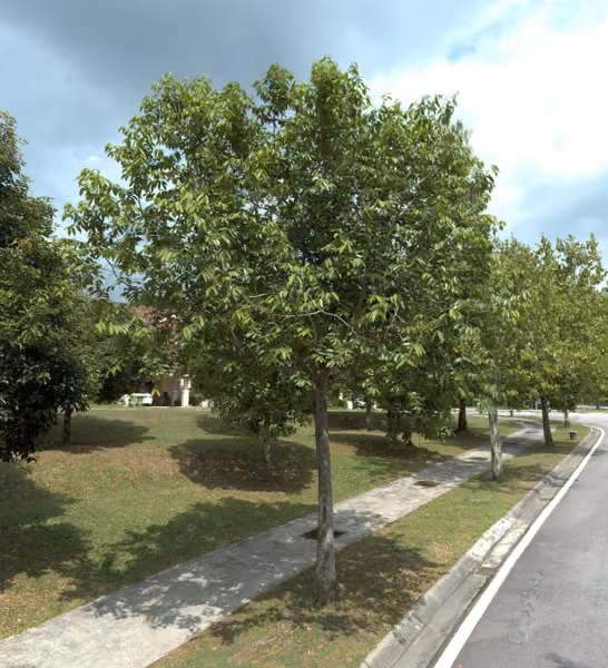 tree photo
