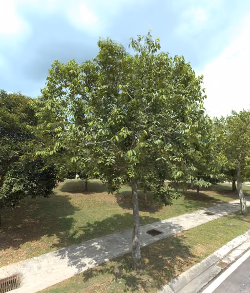 tree photo