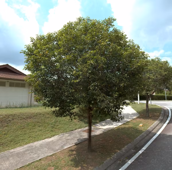 tree photo