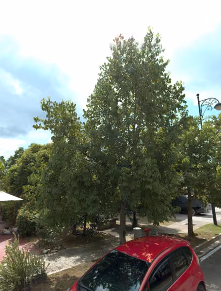 tree photo