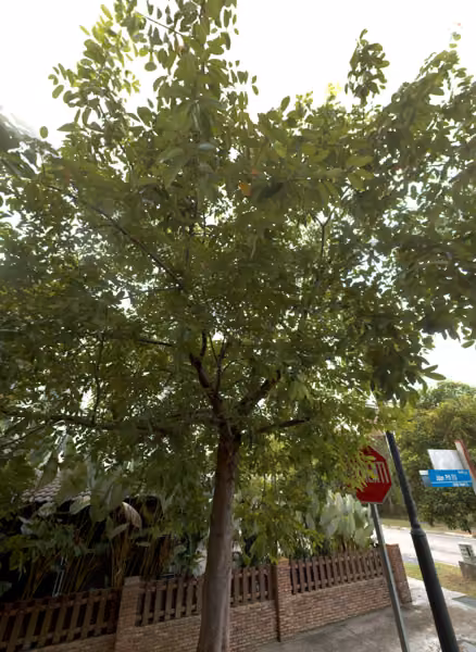 tree photo
