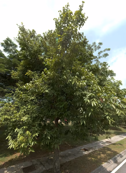 tree photo