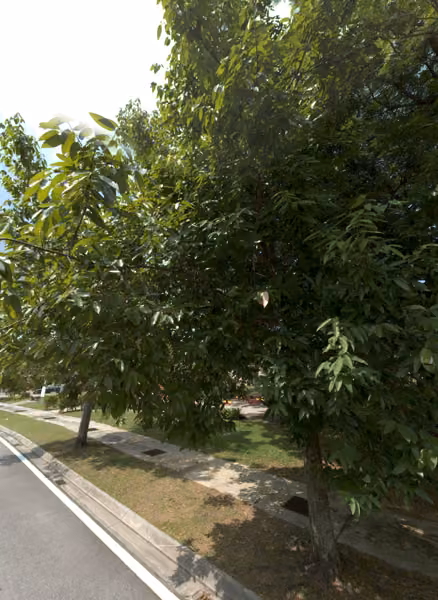 tree photo
