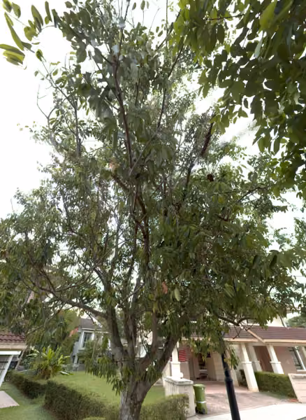 tree photo