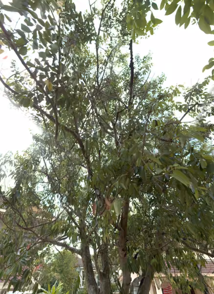tree photo