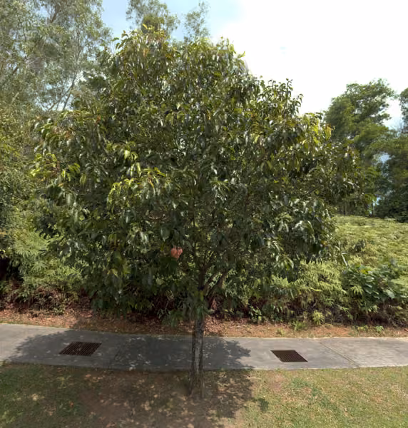 tree photo