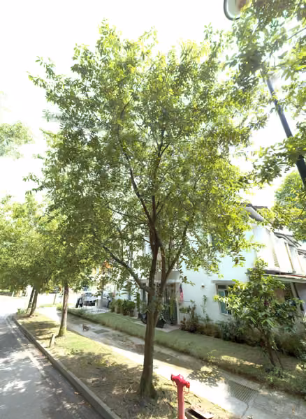tree photo