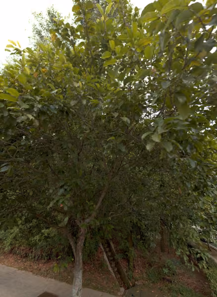 tree photo