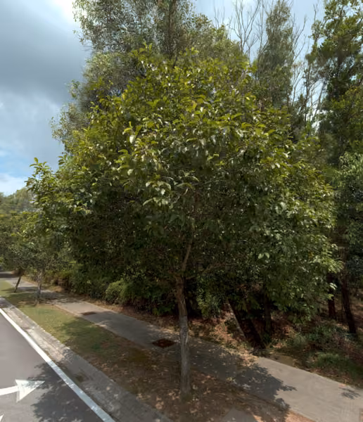 tree photo