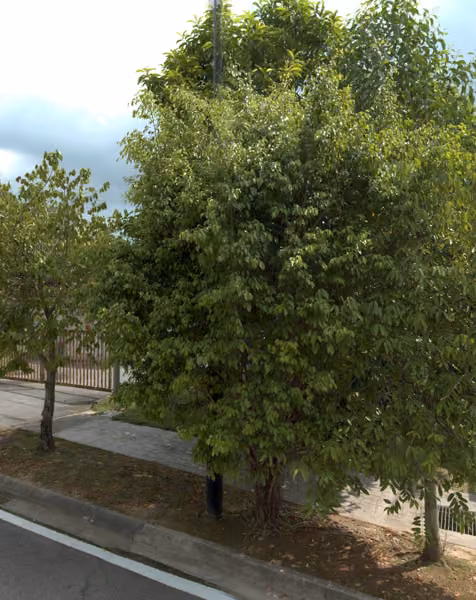 tree photo