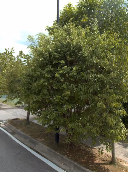tree photo