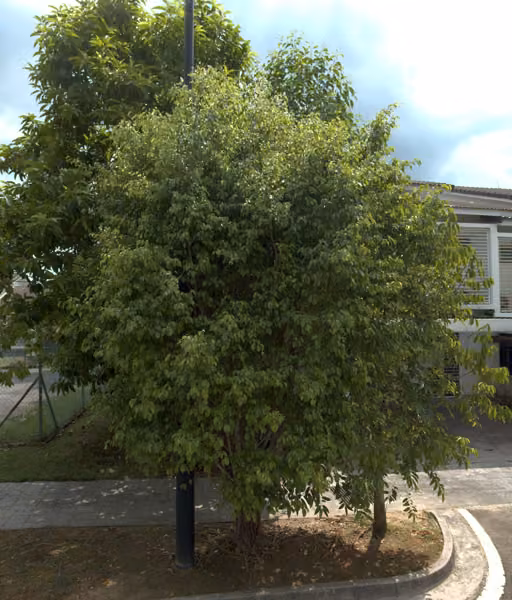 tree photo