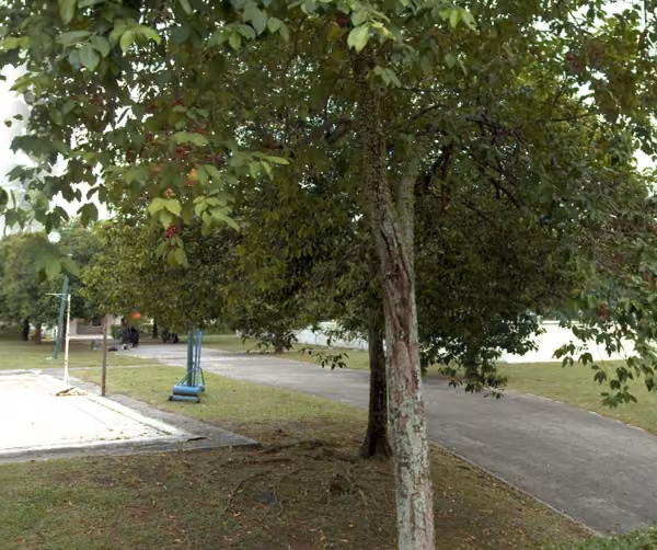 tree photo