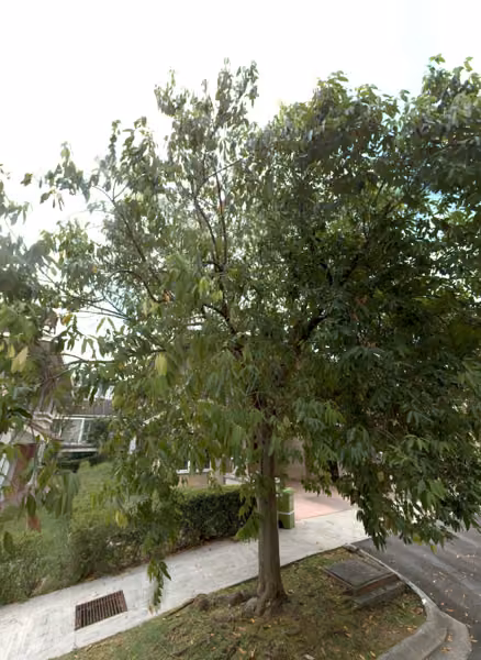 tree photo