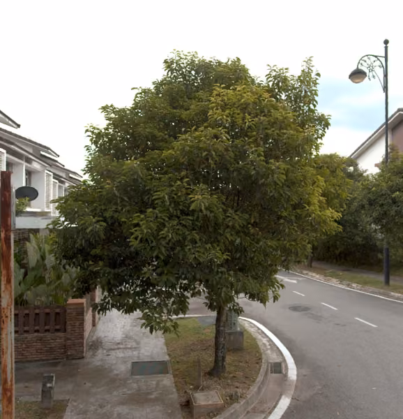 tree photo