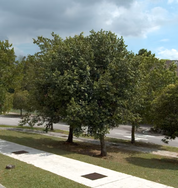 tree photo