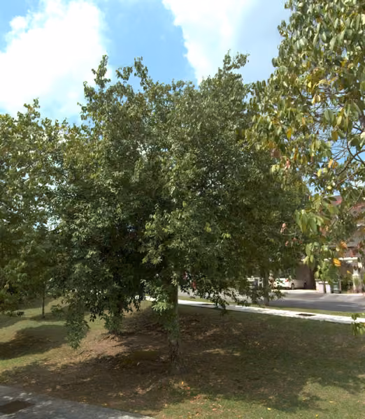 tree photo