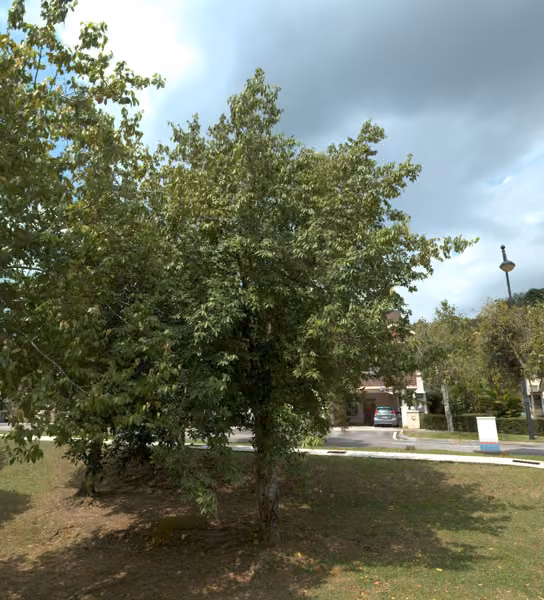 tree photo