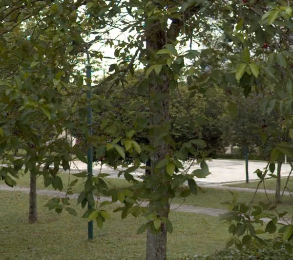 tree photo