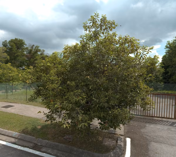 tree photo