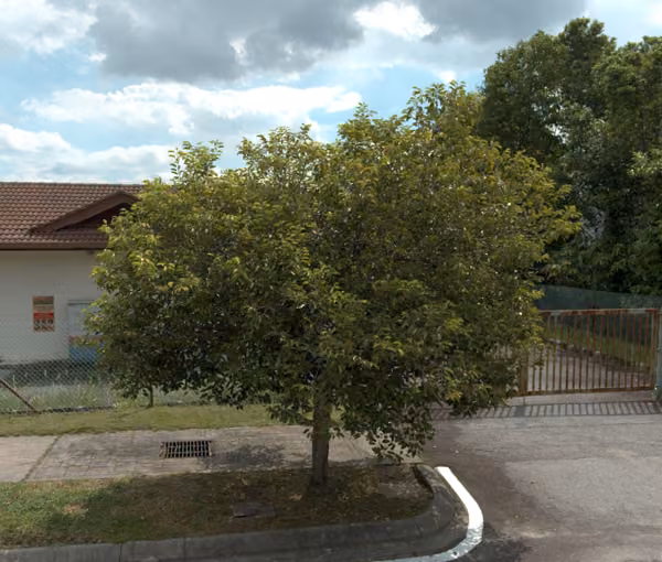 tree photo
