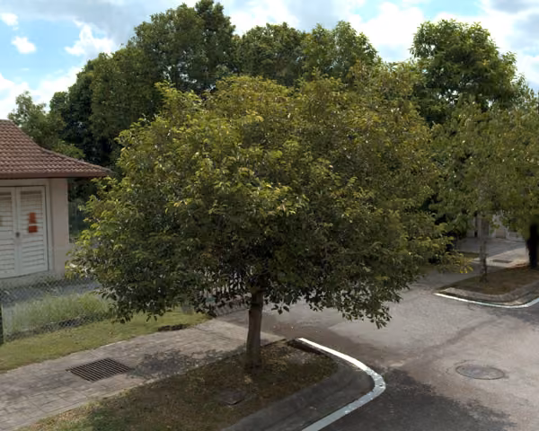 tree photo
