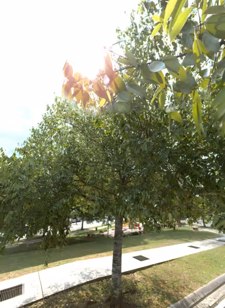 tree photo