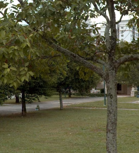 tree photo