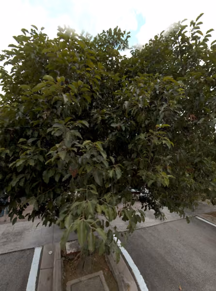 tree photo