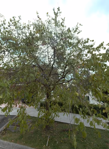 tree photo