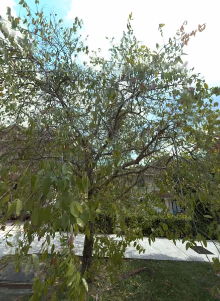 tree photo