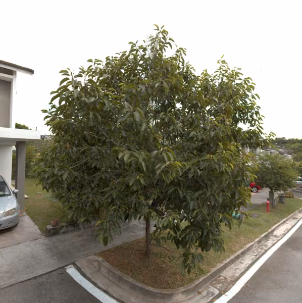 tree photo