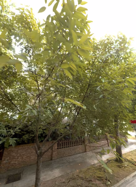 tree photo