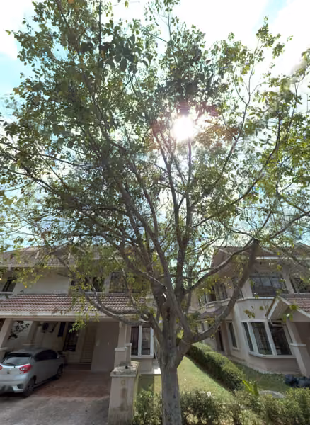 tree photo