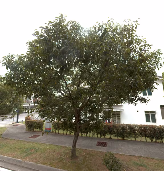 tree photo