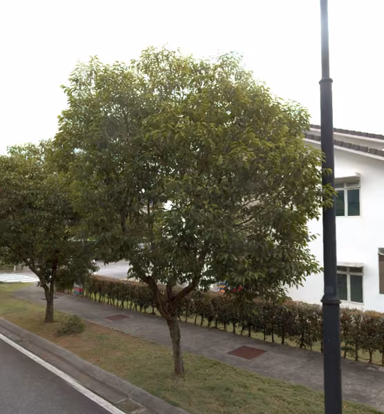 tree photo