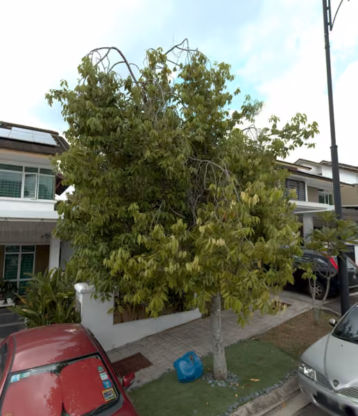 tree photo