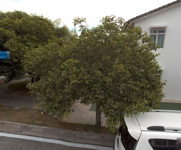 tree photo